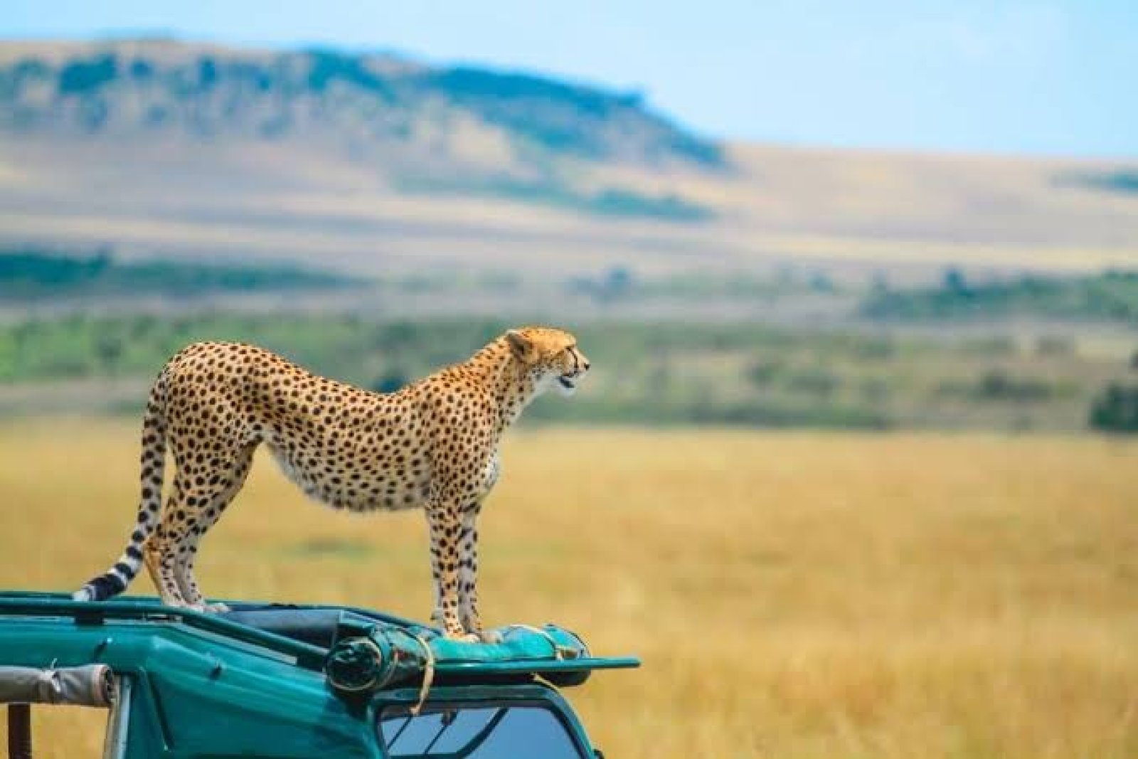 The Great Mara Adventure: 3-Day Wildlife Safari